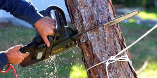 How Our Tree Care Process Works  in  Princeton, IN