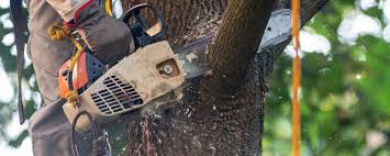 Leaf Removal in Princeton, IN