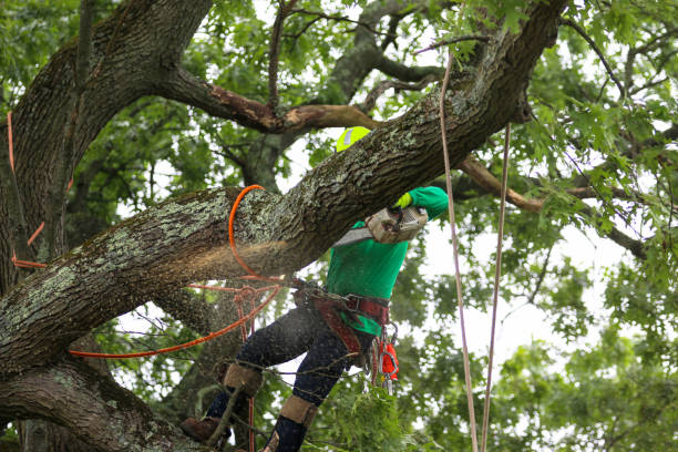 Trusted Princeton, IN Tree Care Experts