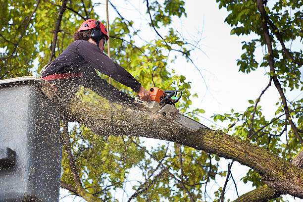 Best Tree Cabling and Bracing  in Prceton, IN