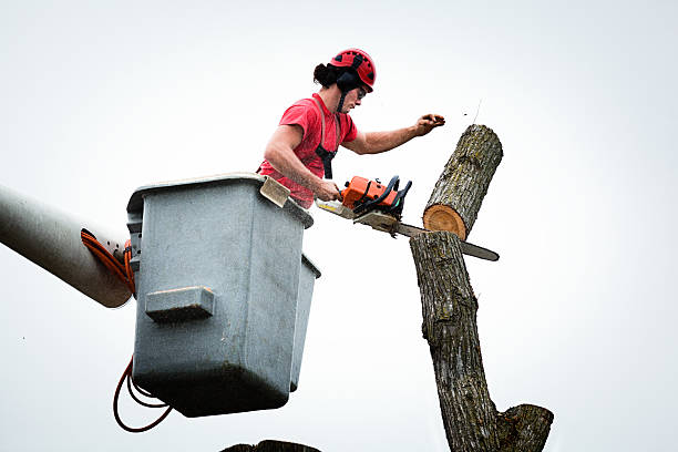 How Our Tree Care Process Works  in  Princeton, IN